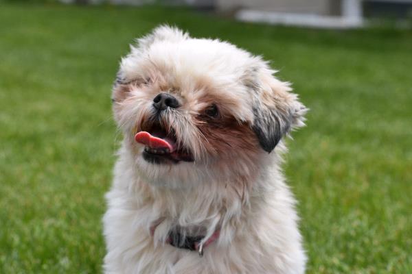 /Images/uploads/Humane Society of Utah/HSU2018/entries/4009thumb.jpg